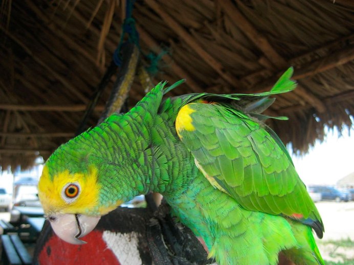 Амазон попугай синий