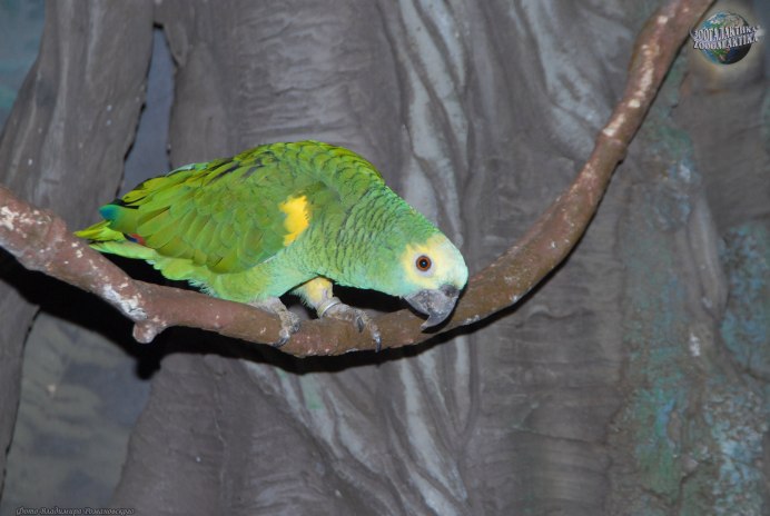 Попугай жако зеленый