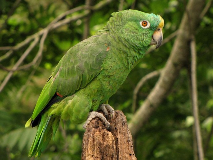 Amazona ochrocephala среда обитания