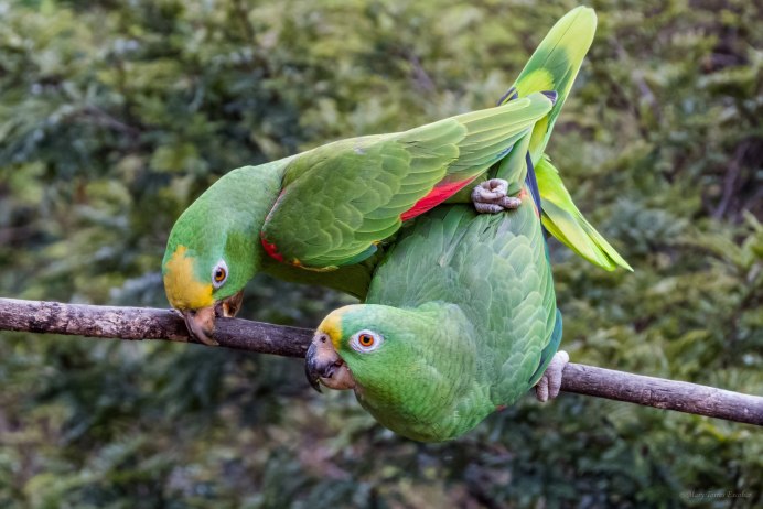 Желтоплечий Амазон