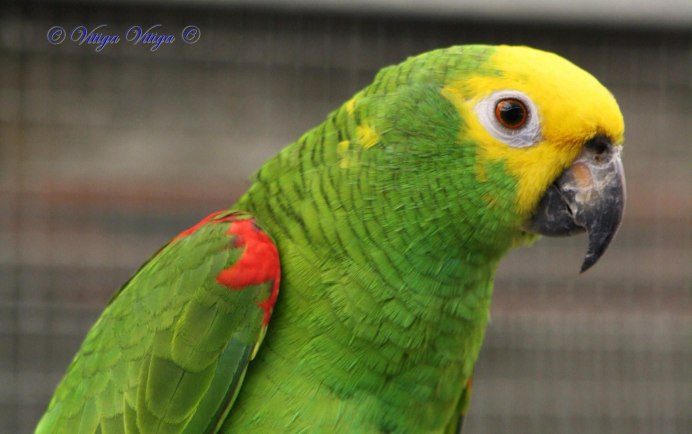 Зеленый амазонский попугай