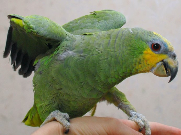 Попугай синелобый Амазон