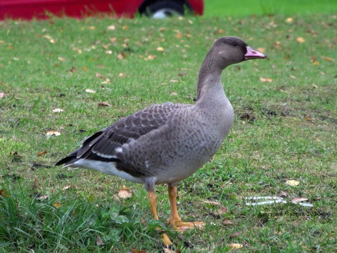 Гусь белый (Anser caerulescens hyperboreus)
