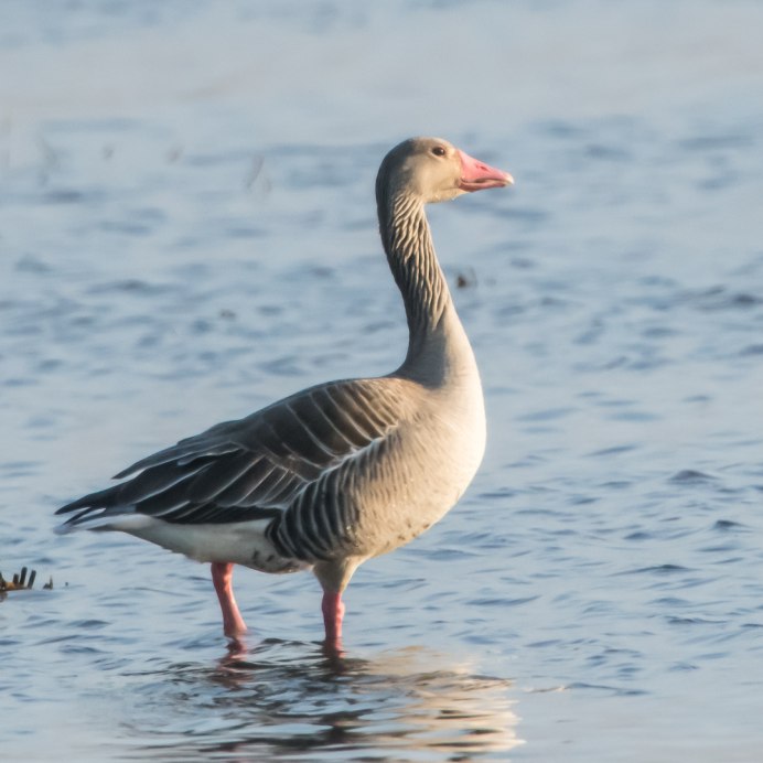 Пискулька (Anser erythropus)