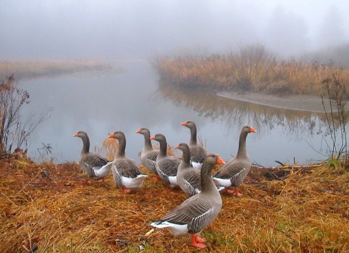 Сноу Гус (Snow Goose)