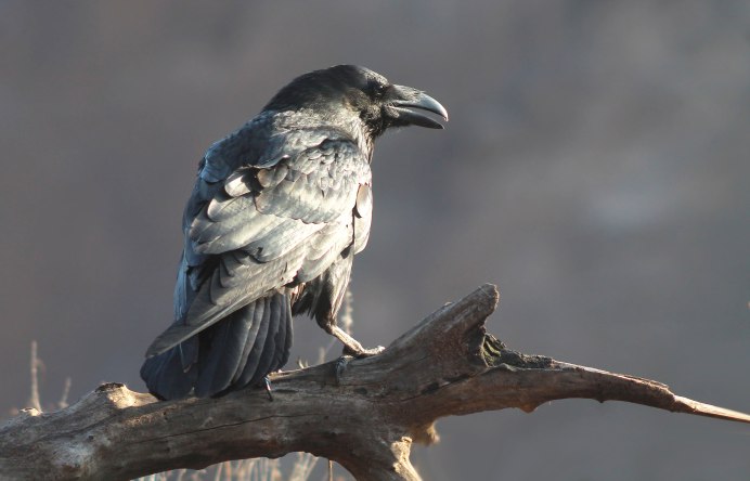 Черный ворон Corvus Corax