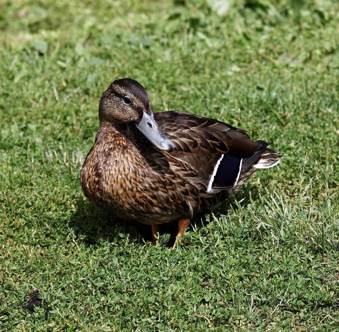 Хаки-Кемпбелл порода уток