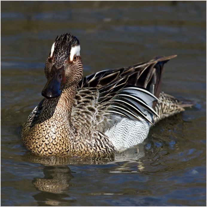 Дикие утки селезень породы