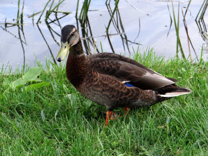 Дикая утка кряква разновидность