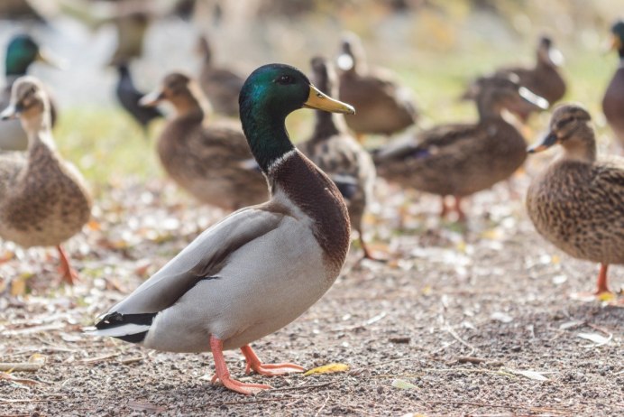 Дикие утки селезень породы
