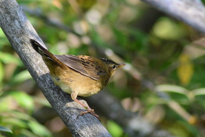 Птица Охотский сверчок