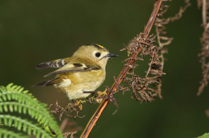 Phylloscopus occipitalis