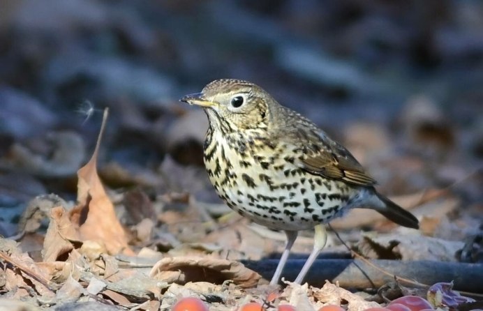 Зарянка Королек желтоголовый