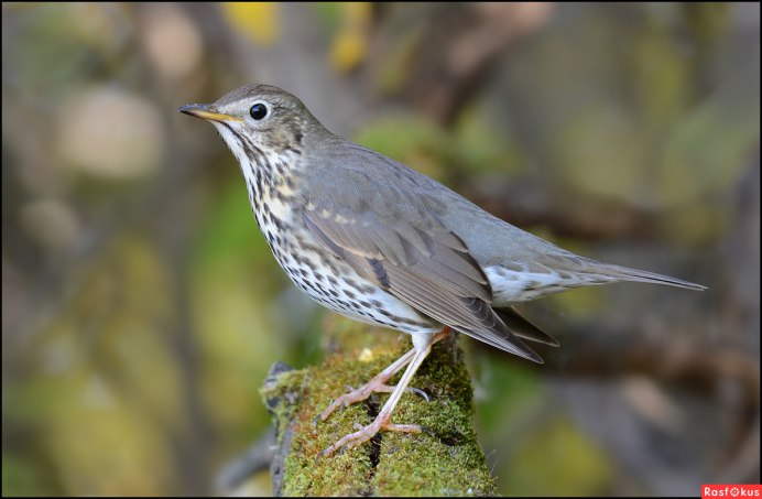 Австралийские зарянки