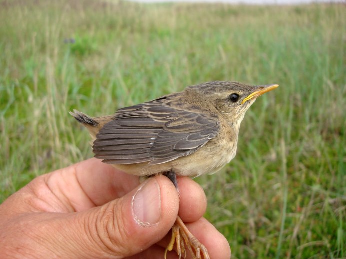 Молодая Зарянка