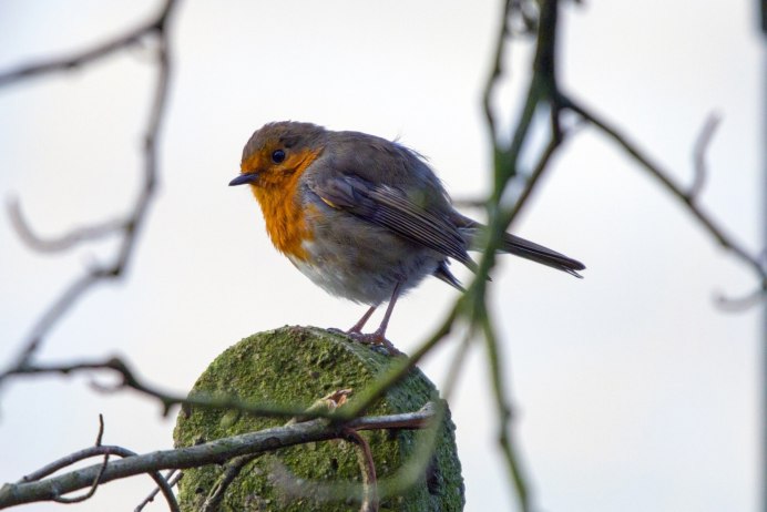 Серая птица с пестрой грудкой