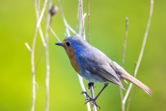 Птица с оранжевой грудкой и белой шапочкой на голове