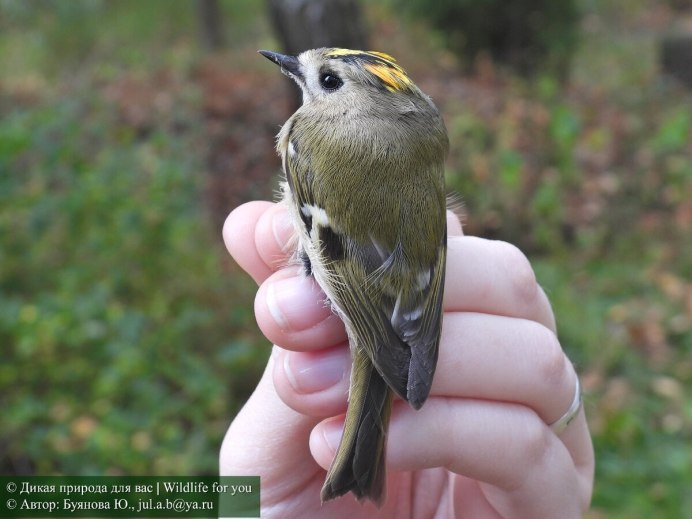 Бормотушка птица