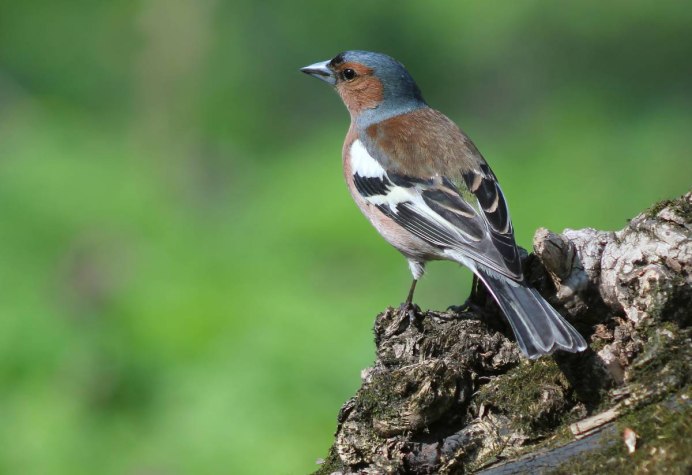 Певчие птицы Подмосковья