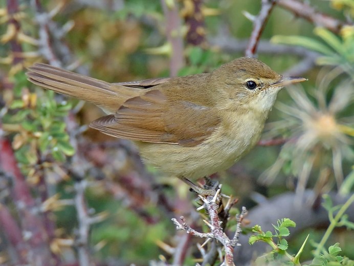 Певчий Дрозд самец
