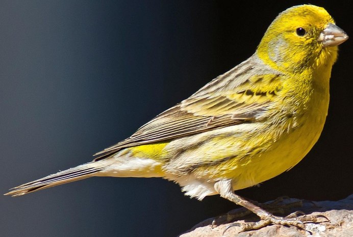 Птица Зарянка Малиновка