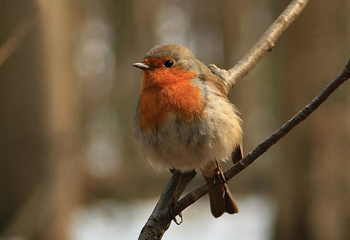 Певчие птицы Южного Урала