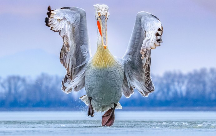 Танец птиц