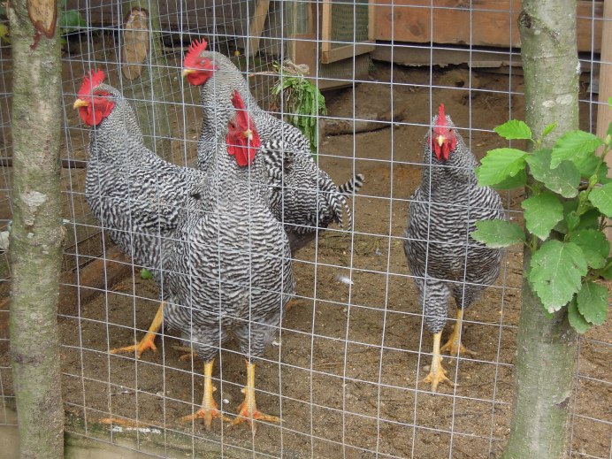 Амрокс куры