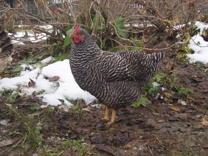 Амрокс порода кур