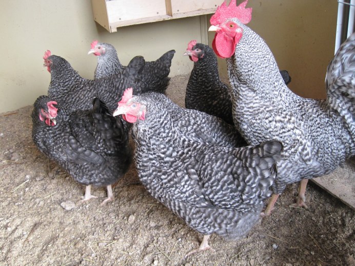 Цыплята Амрокс