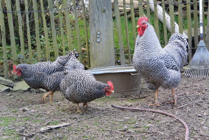 Куры породы Амрокс