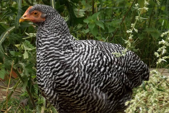 Амрокс куры