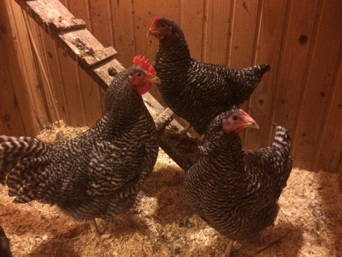 Амрокс куры