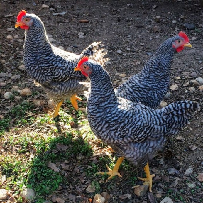 Цыплята Амрокс