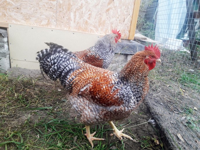 Петух породы Амрокс