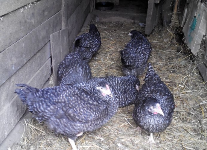 Амрокс порода кур цыплята