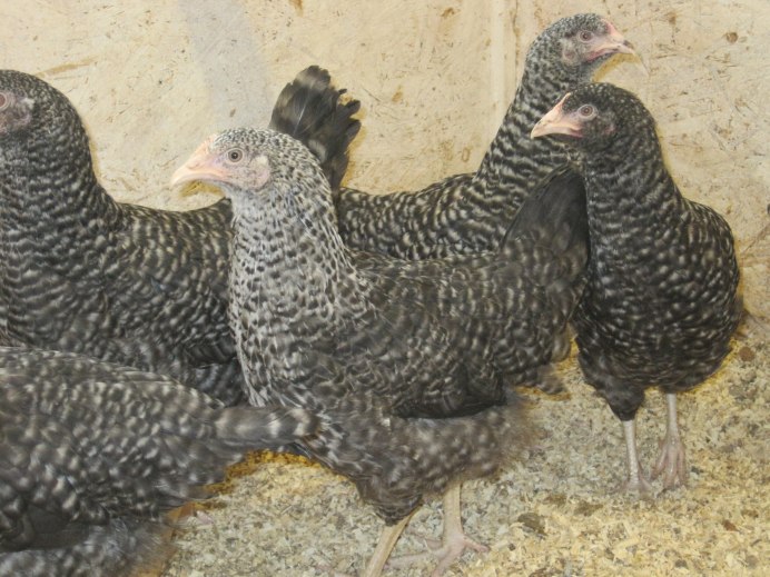 Породы кур несушек Амрокс и Лекбир