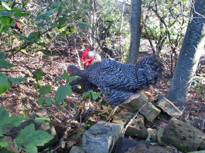 Амрокс Доминант порода