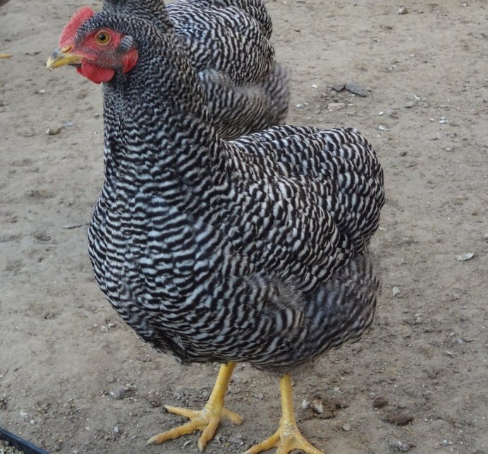 Петух Амрокс