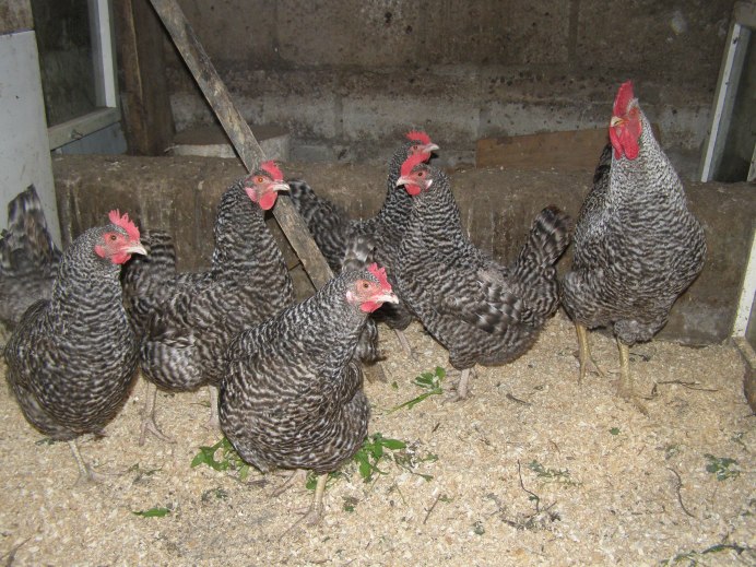 Порода курей Амрокс