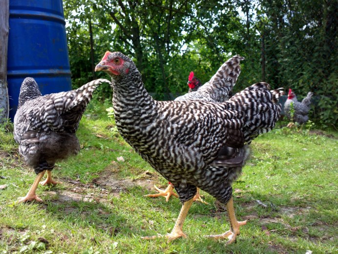 Цыплята Амрокс