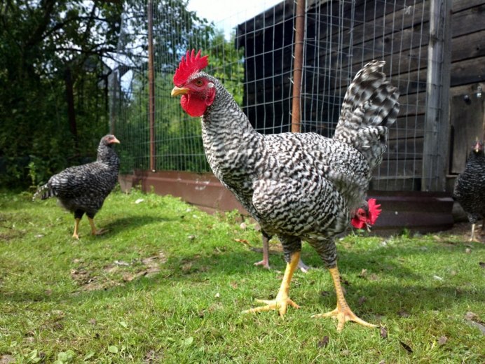 Полосатый плимутрок