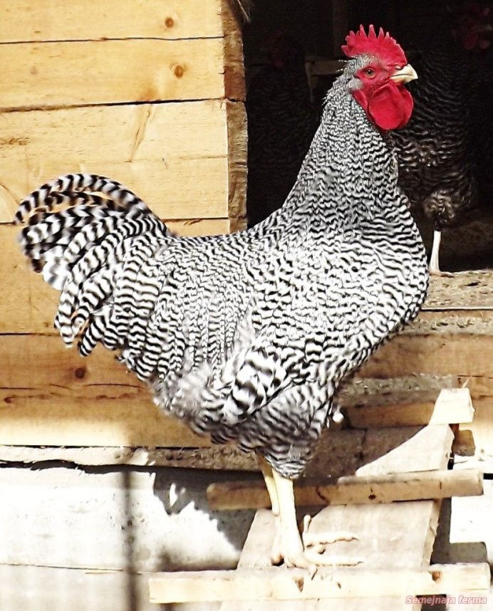 Амрокс куры