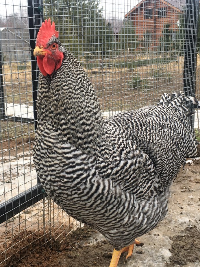 Крапчатый Амрокс