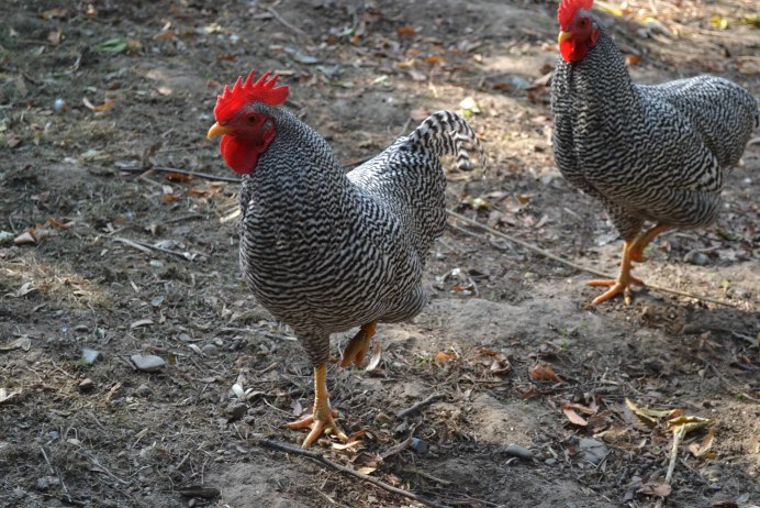 Плимутрок крапчатый