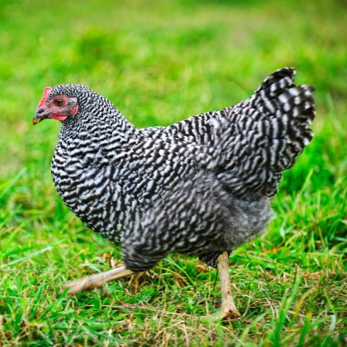 Цыплята Амрокс