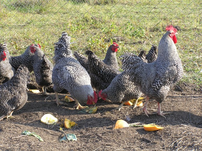 Породы кур несушек Амрокс и Лекбир