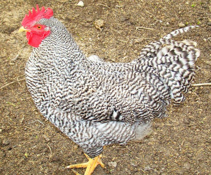 Амрокс порода