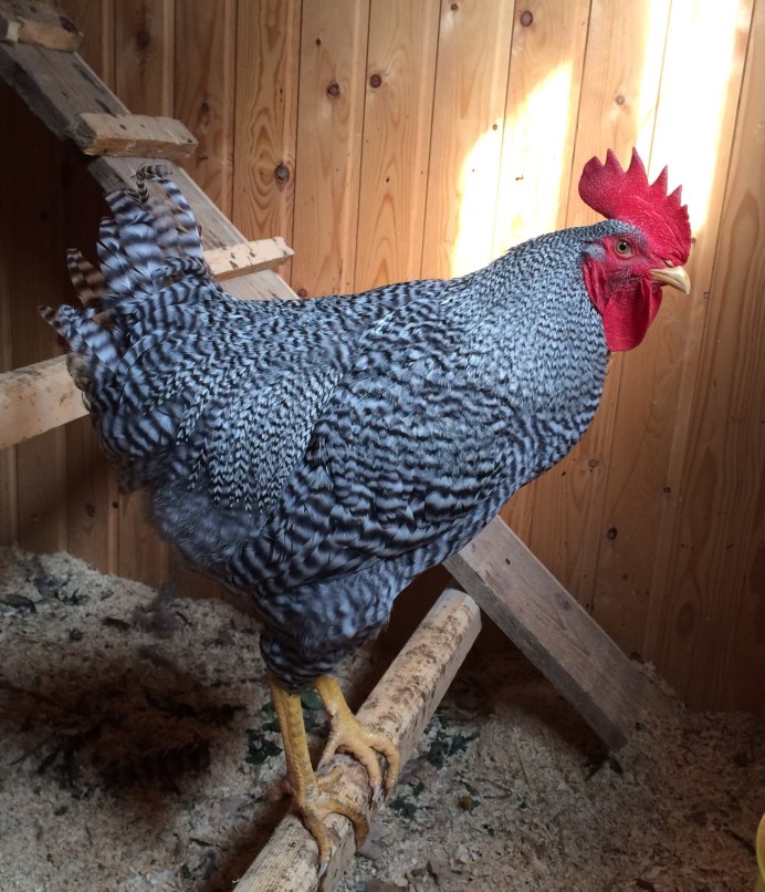 Амрокс порода кур болезни