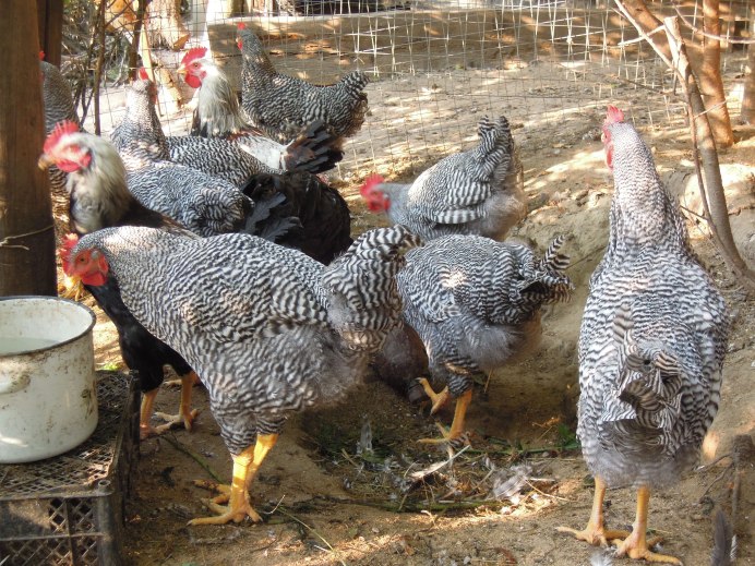 Несушки Амрокс